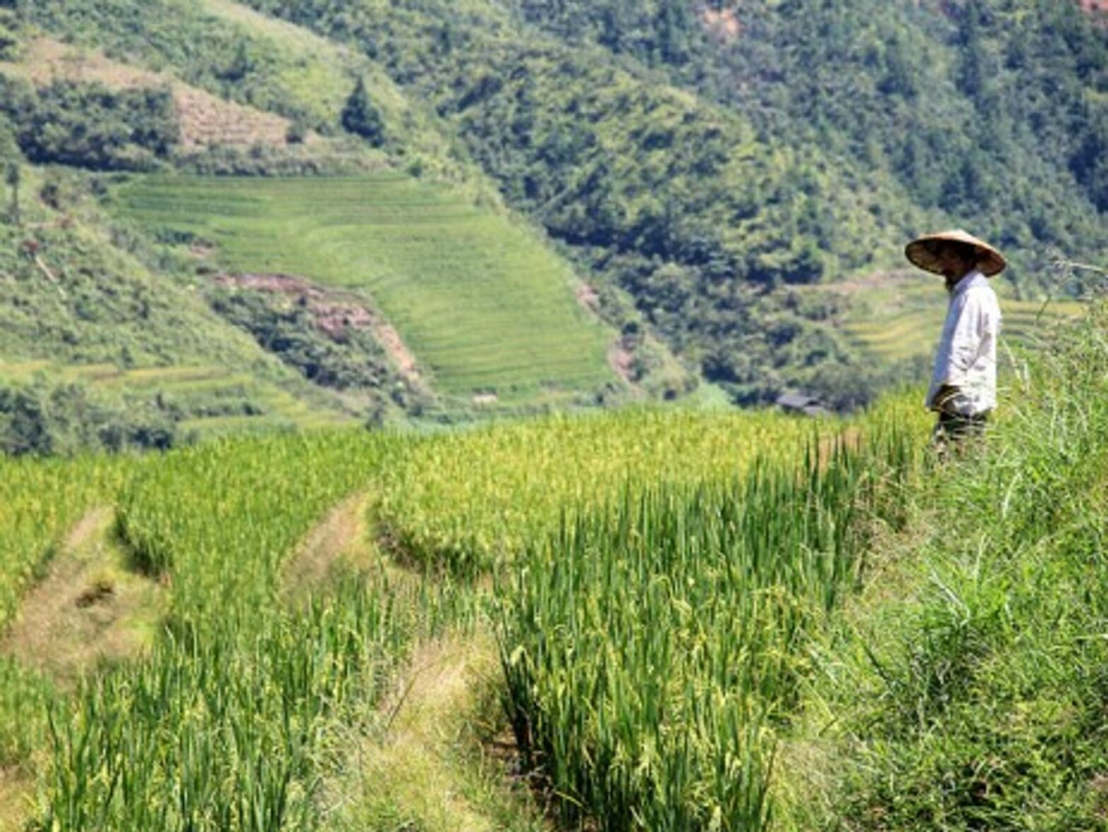Terraced fields in Ping'an village