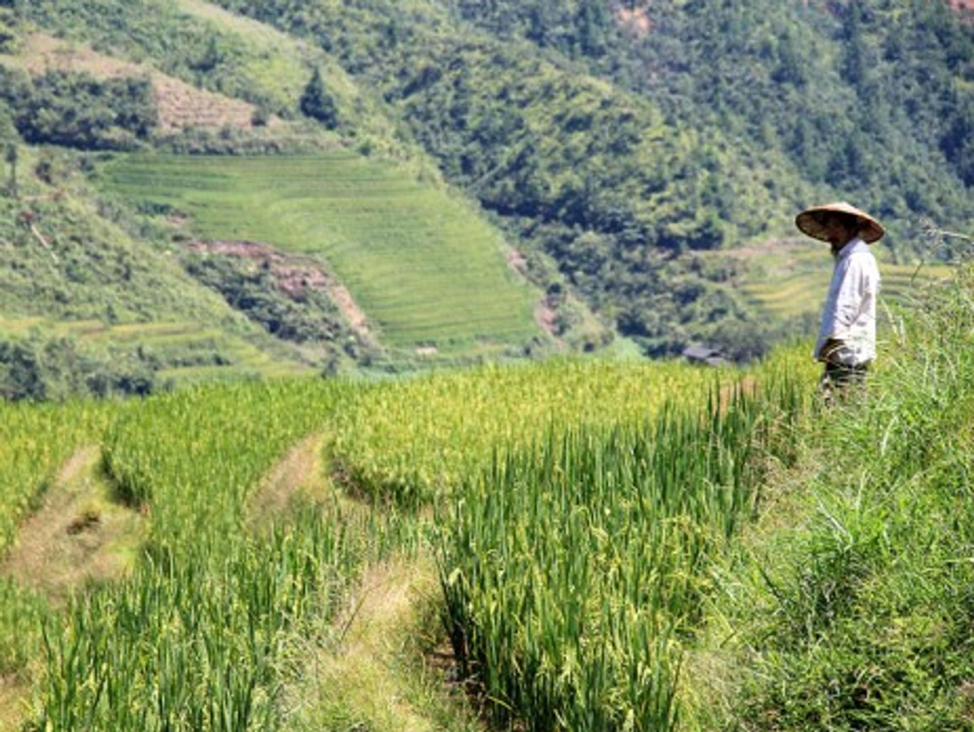 Terraced fields in Ping'an village