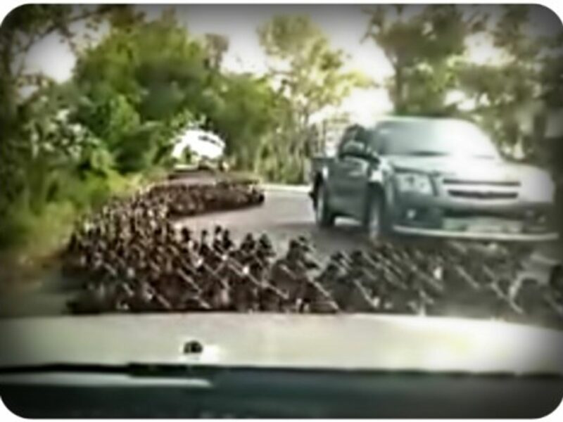 Terrifying Swarm Of Ducks In Thailand (Video)