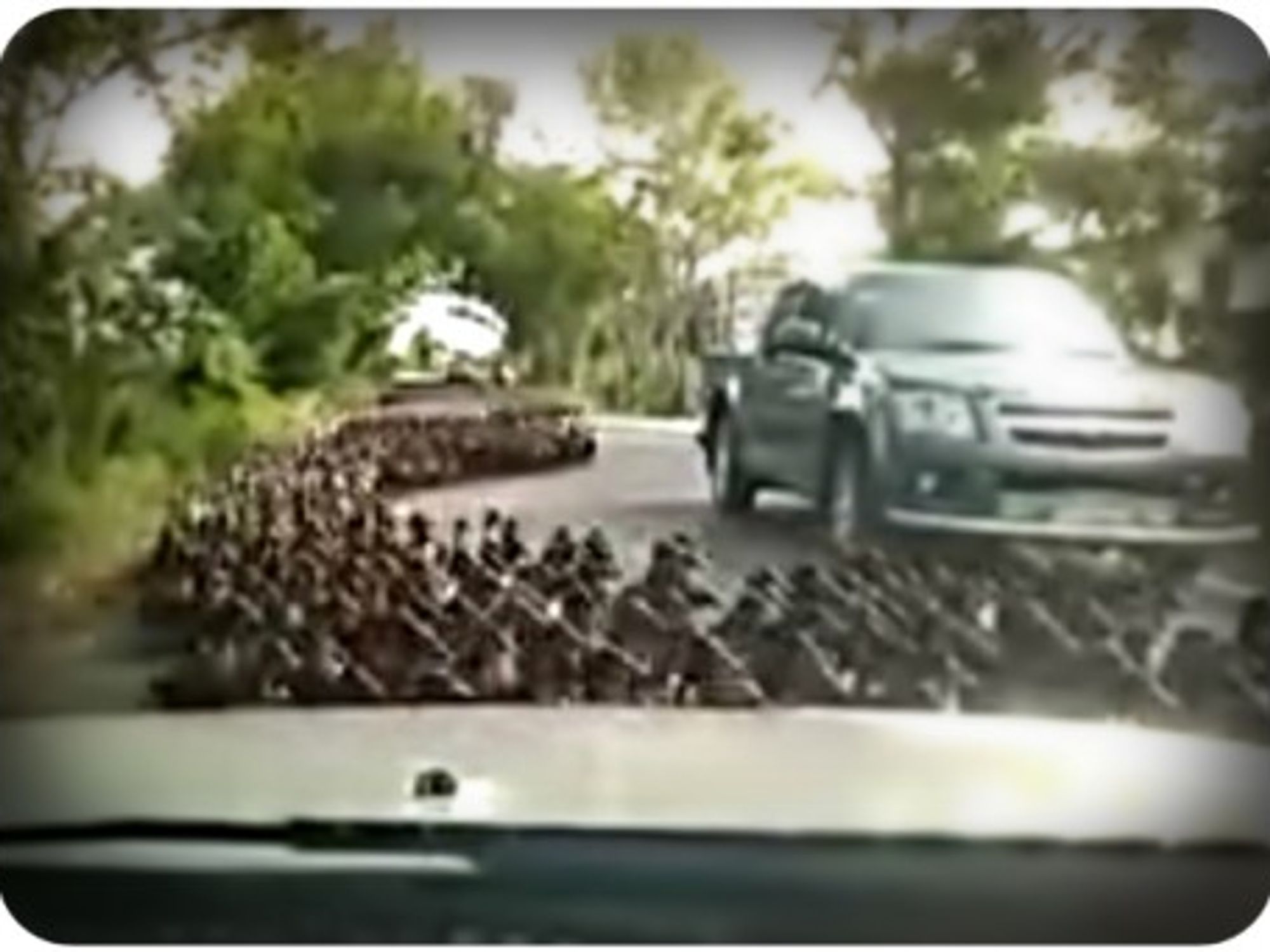 Terrifying Swarm Of Ducks In Thailand (Video)