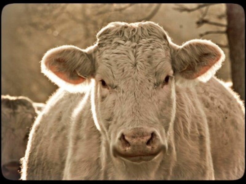 That's one happy cow