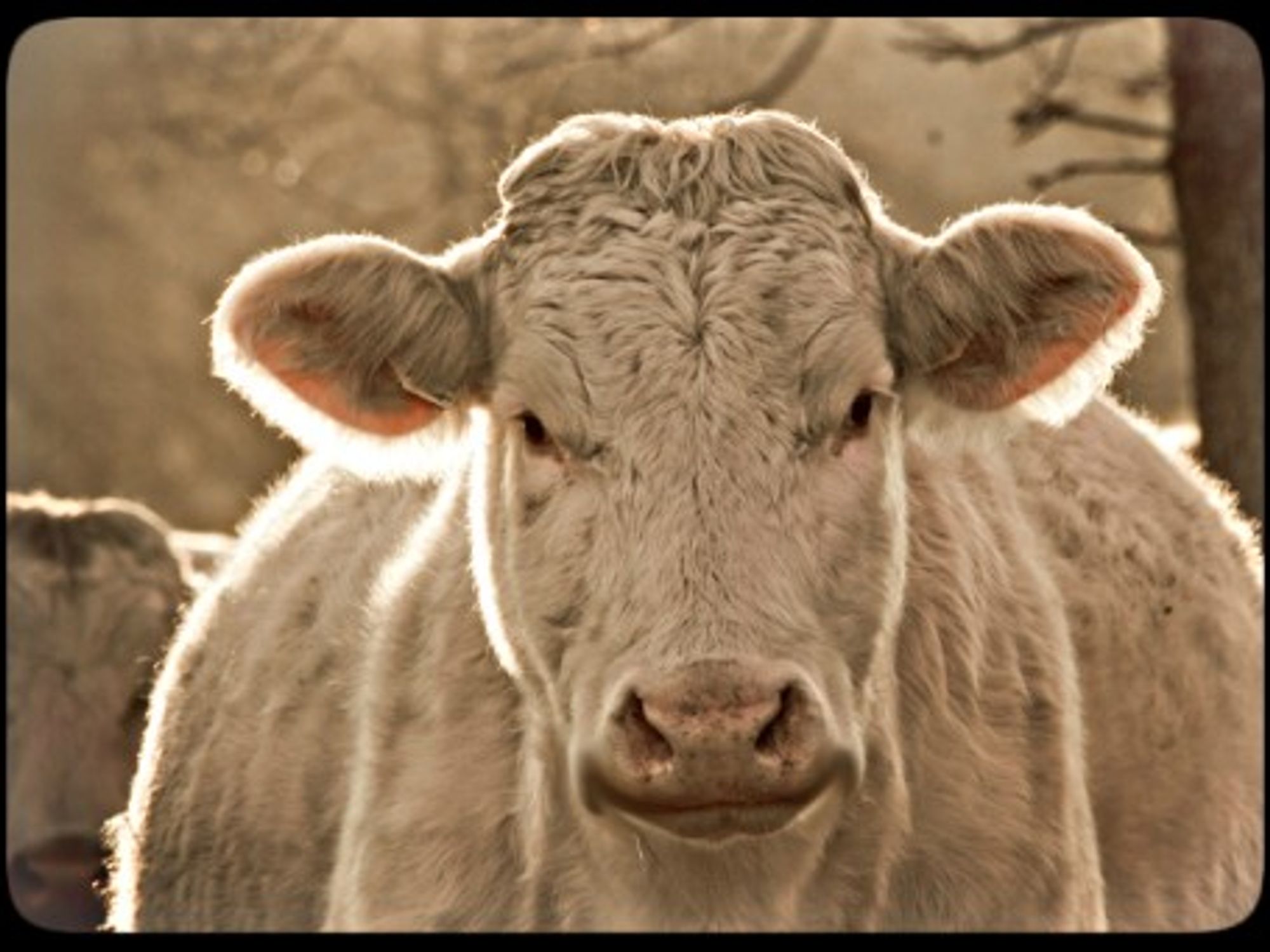 That's one happy cow