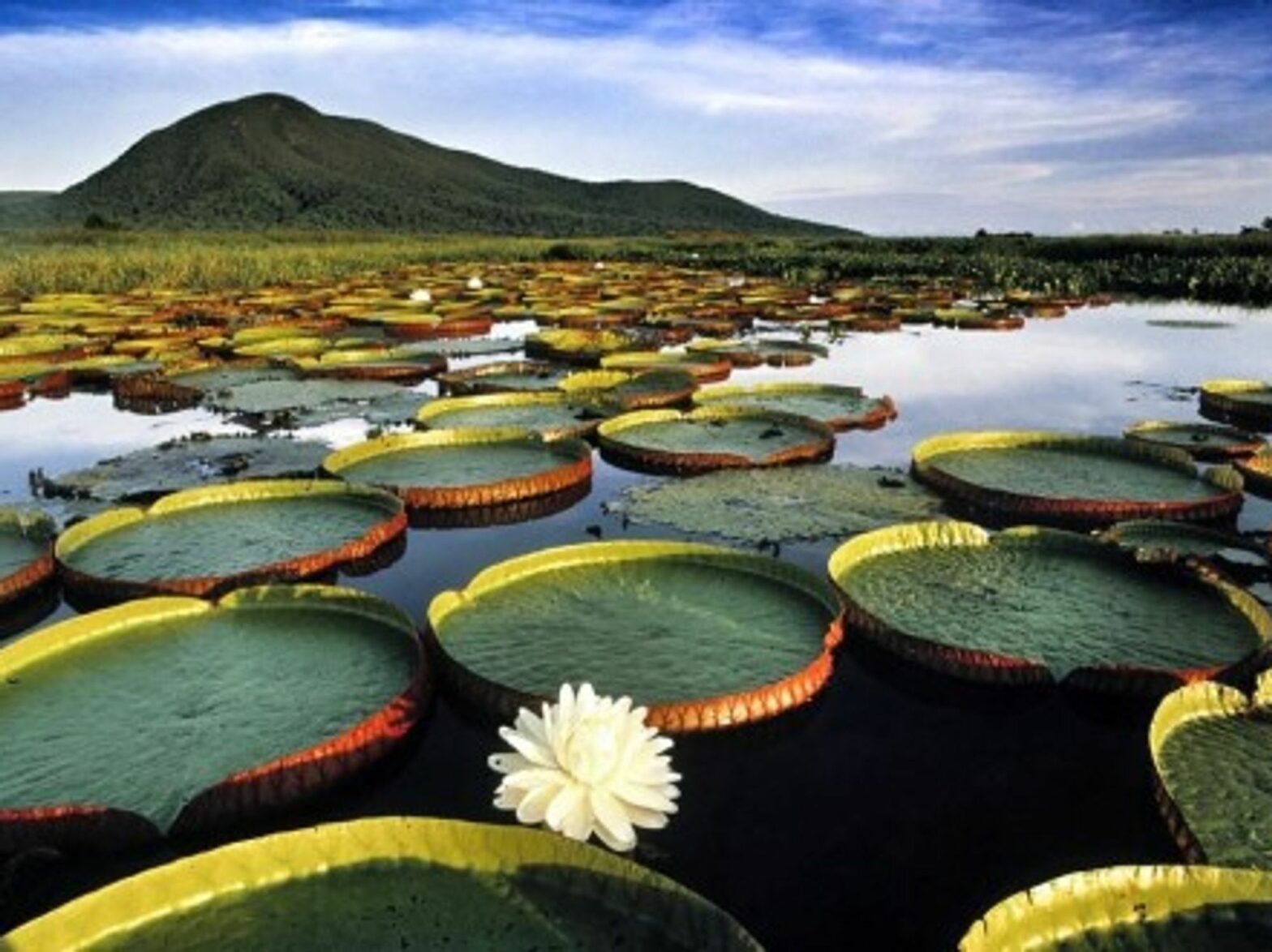 The amazing Amazon