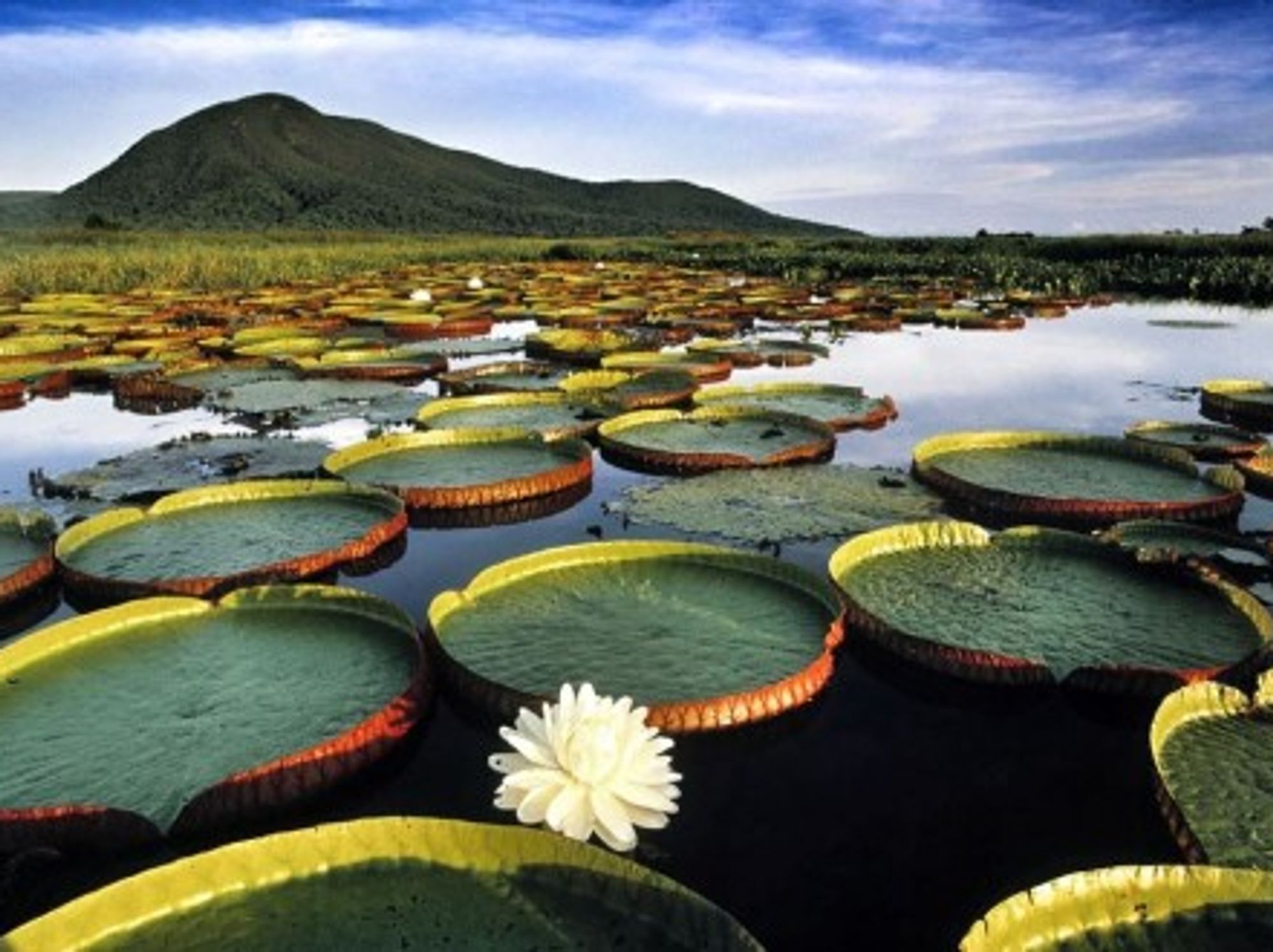 The amazing Amazon