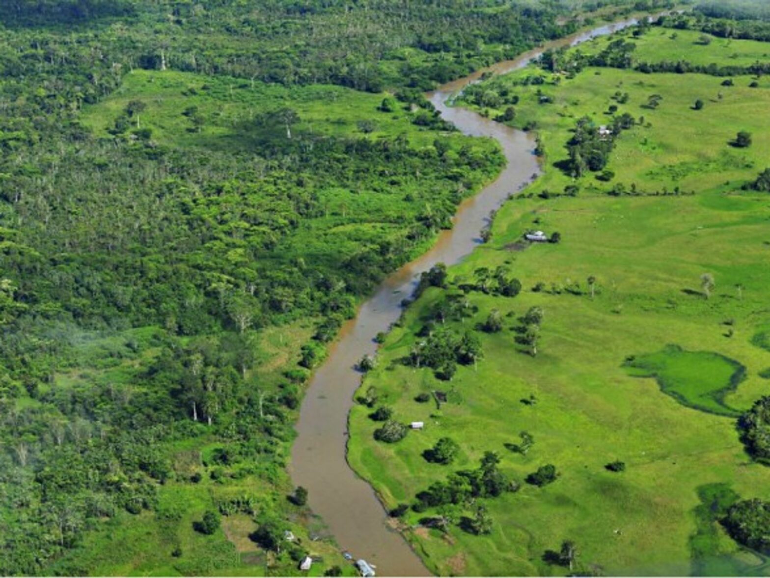 The Amazon rainforest in the Brazilian state of Amazonas