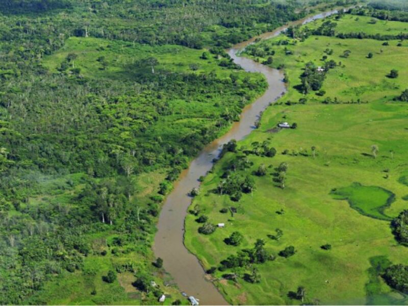 The Amazon rainforest in the Brazilian state of Amazonas