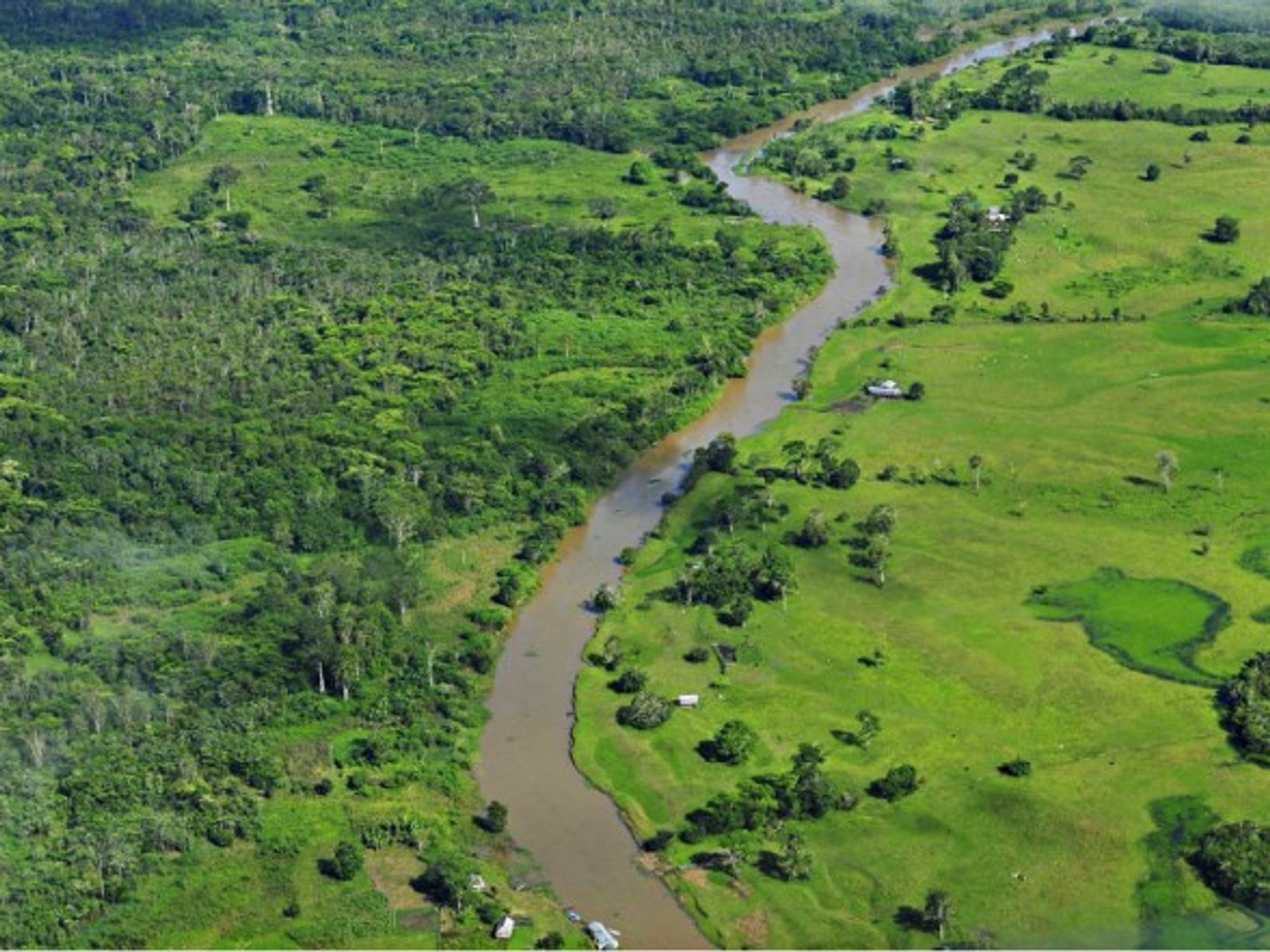 The Amazon rainforest in the Brazilian state of Amazonas