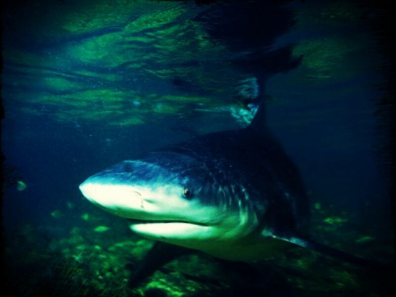 The bull shark is an uber-predator...