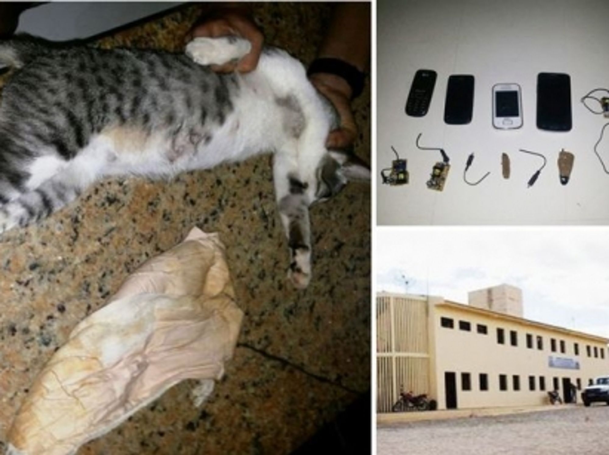 The cat in question