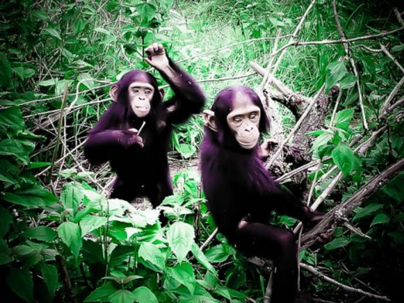 The chimpanzees of Congo