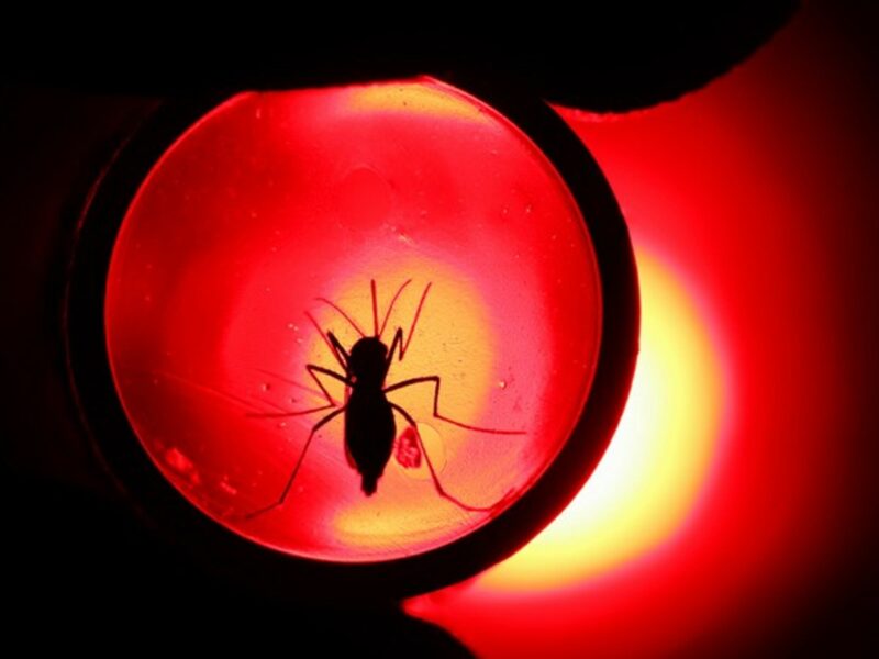 The city of Sorocaba, Brazil, decreed a dengue epidemic on Jan. 31