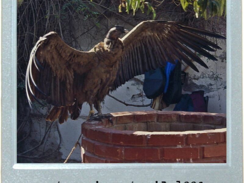 The Condor Offer