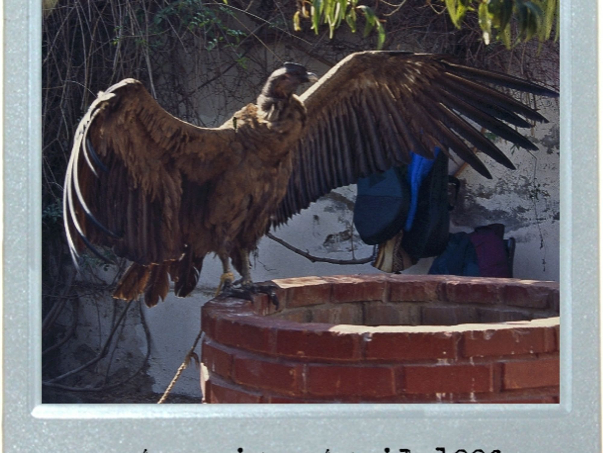 The Condor Offer