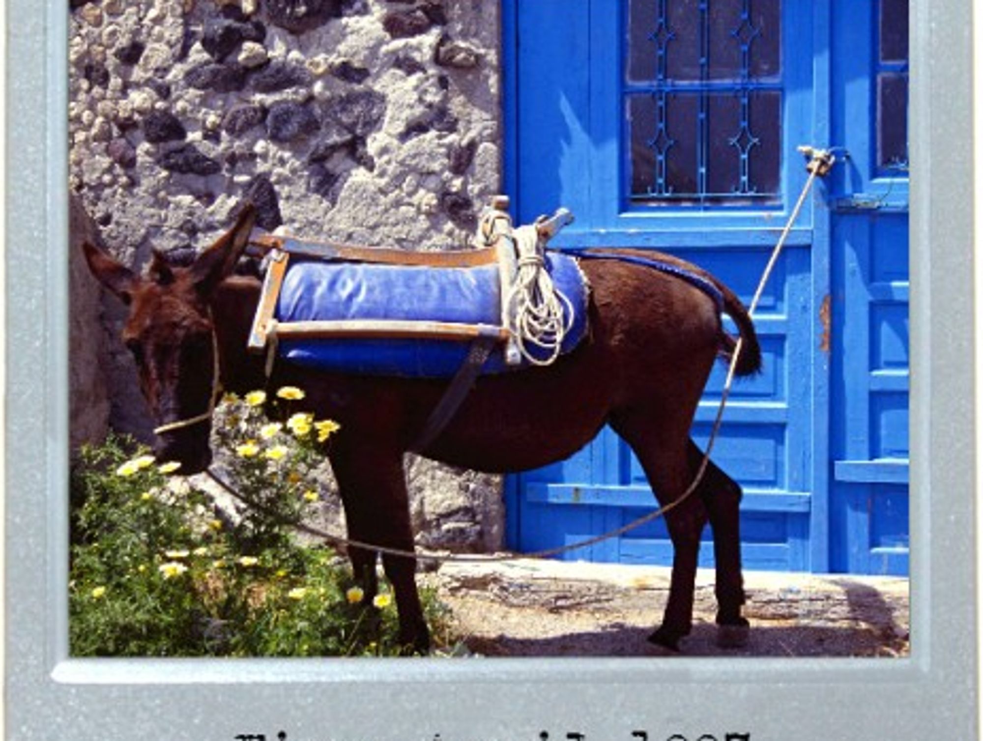 The Donkey That Wanted To Be A Chameleon