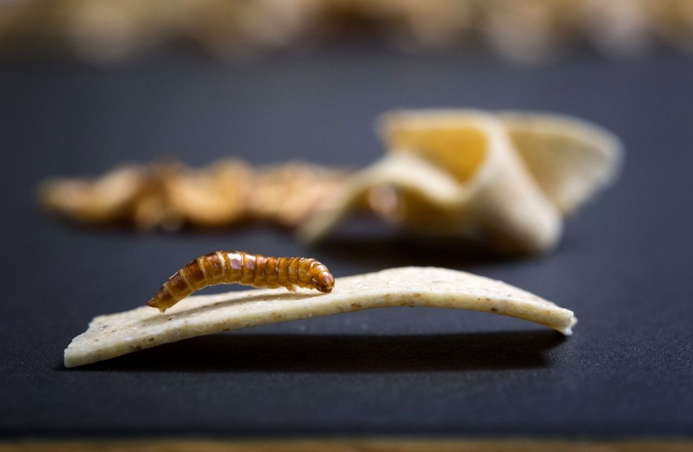 The dried larva of a grain mold beetle (Alphitobius diaperinus), also called buffalo worm, lies on a ribbon noodle from Plumento Food GmbH, which develops and sells food products that contain insect meal as a component.