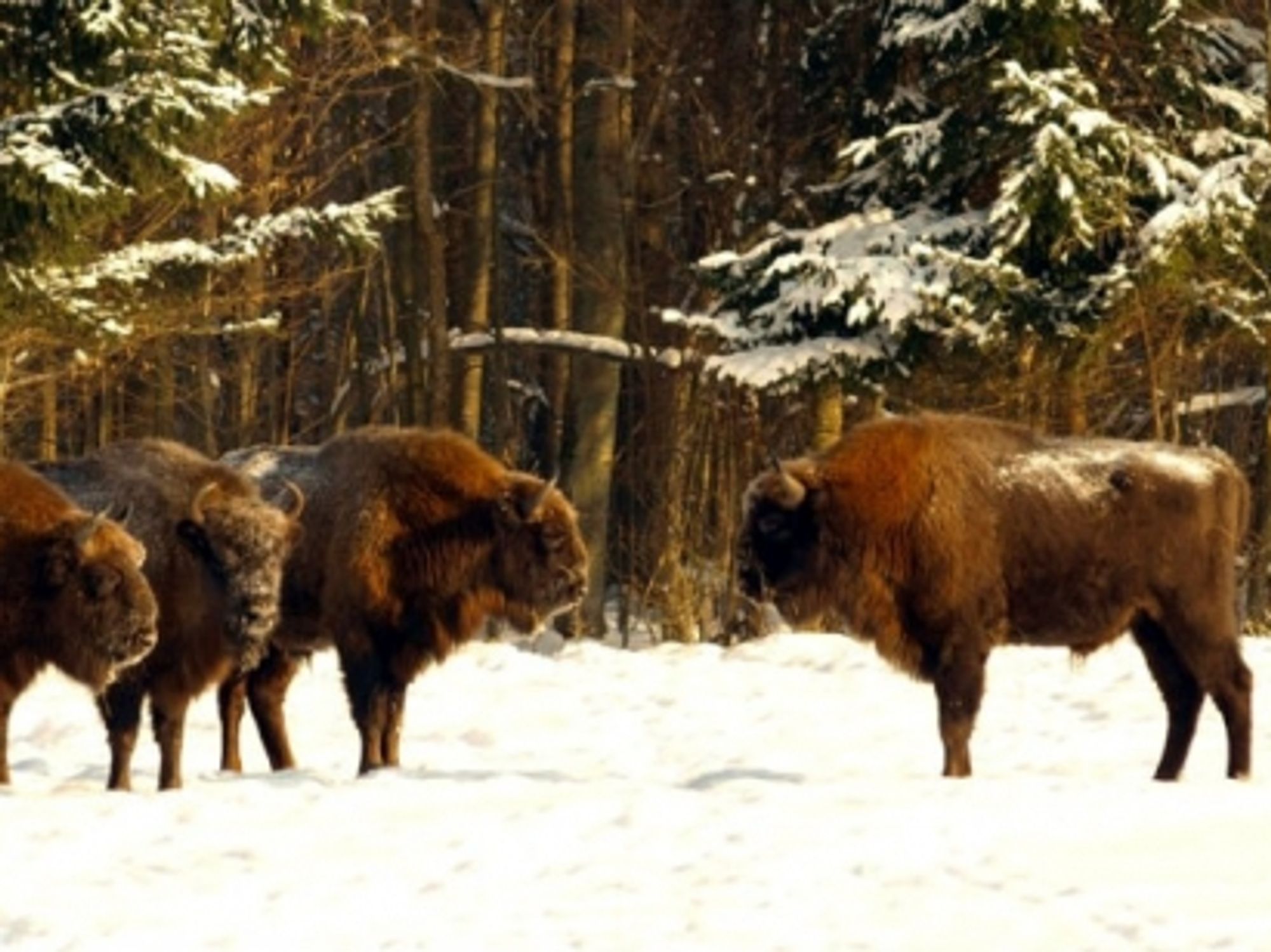 The European Bison, A Model Of Democracy In The Animal Kingdom