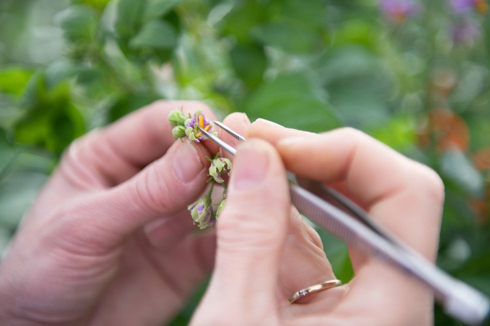 The female flowers on a potato plant in a Solynta greenhouse are treated to avoid self-pollination. To breed a new potato variety, carefully selected male plant pollen is used to fertilize female plants.