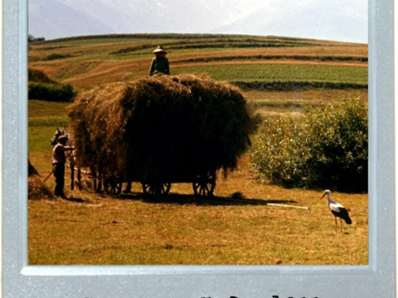 The Haymaking Stork