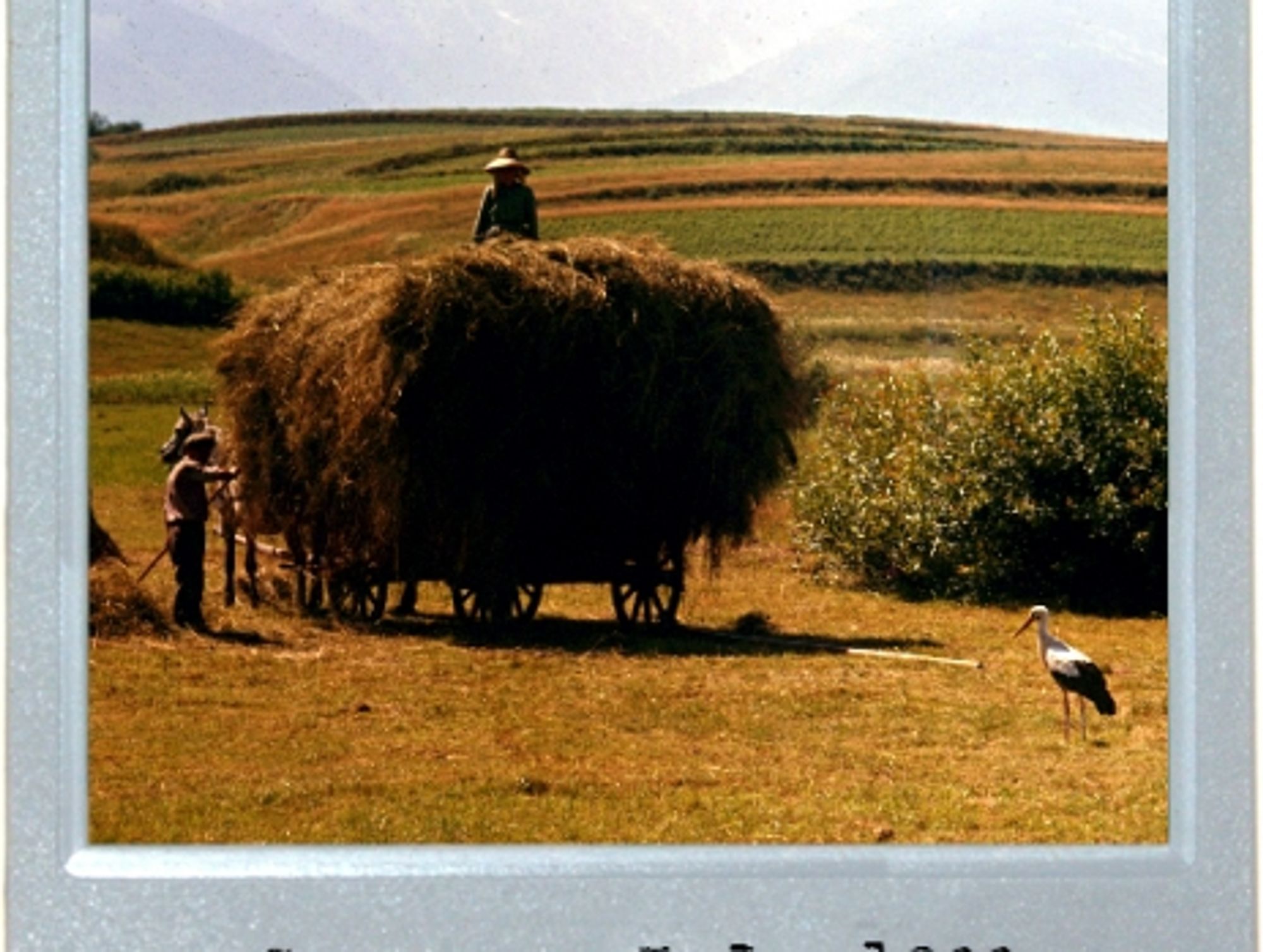 The Haymaking Stork