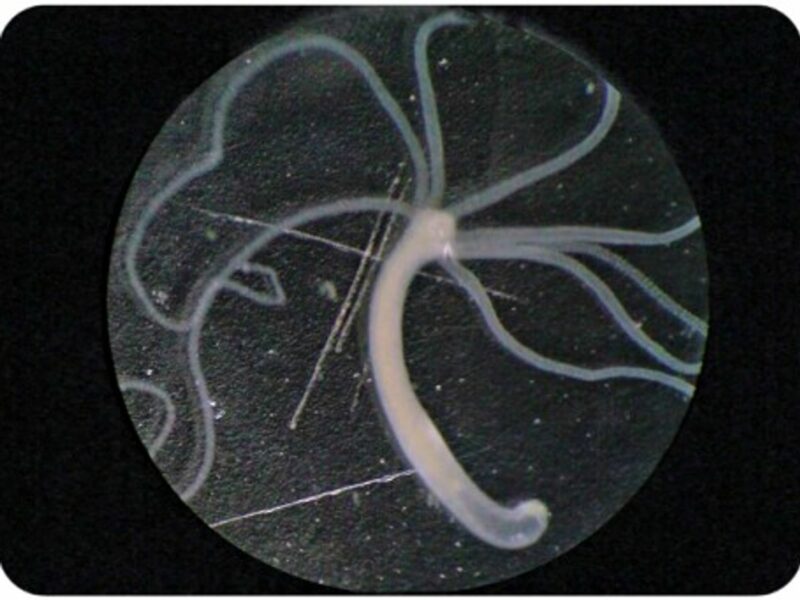 The "immortal" hydra