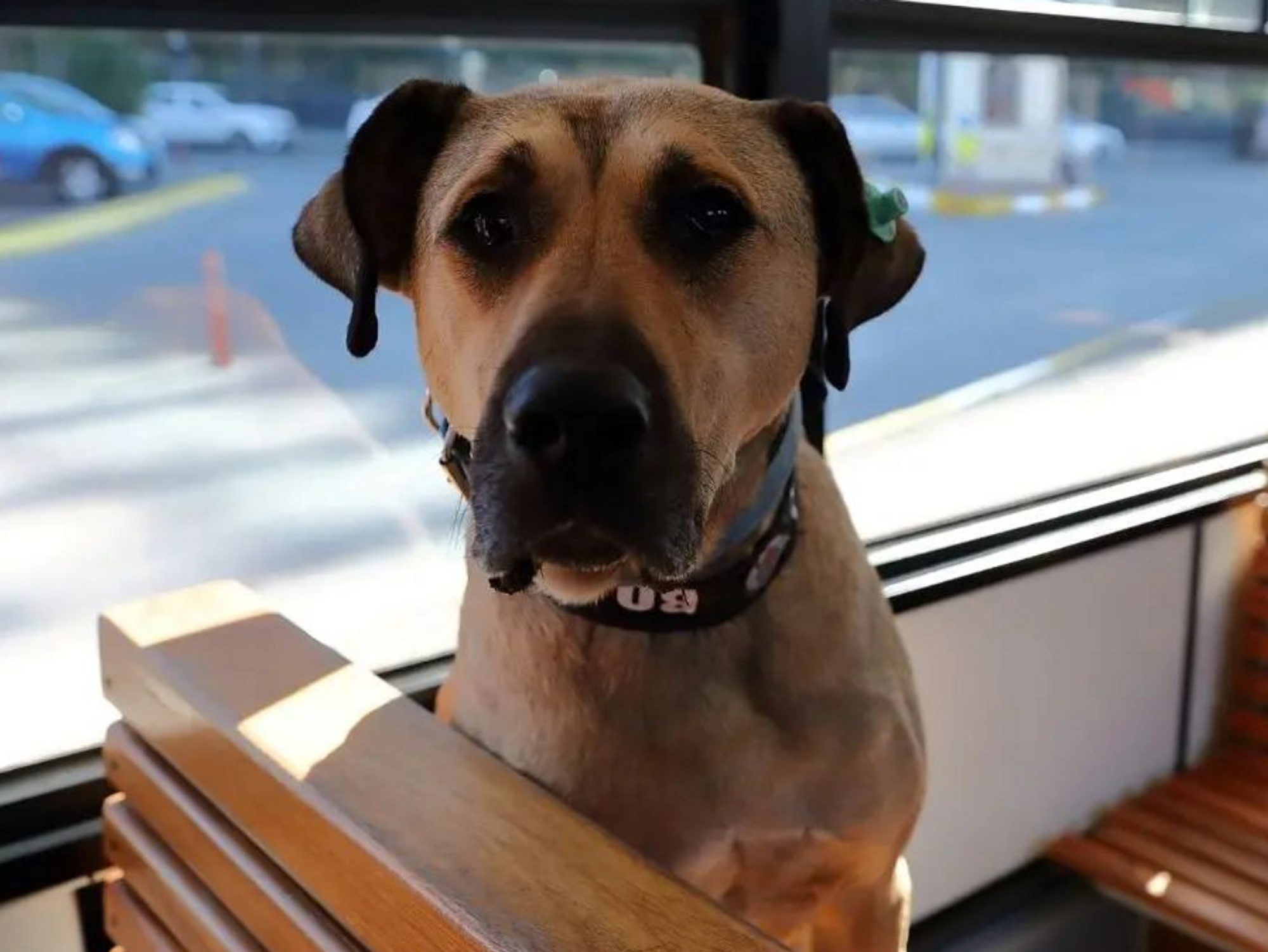 Poopgate: Is Beloved Istanbul Street Dog Caught In Turkey’s Political Dirty Tricks?