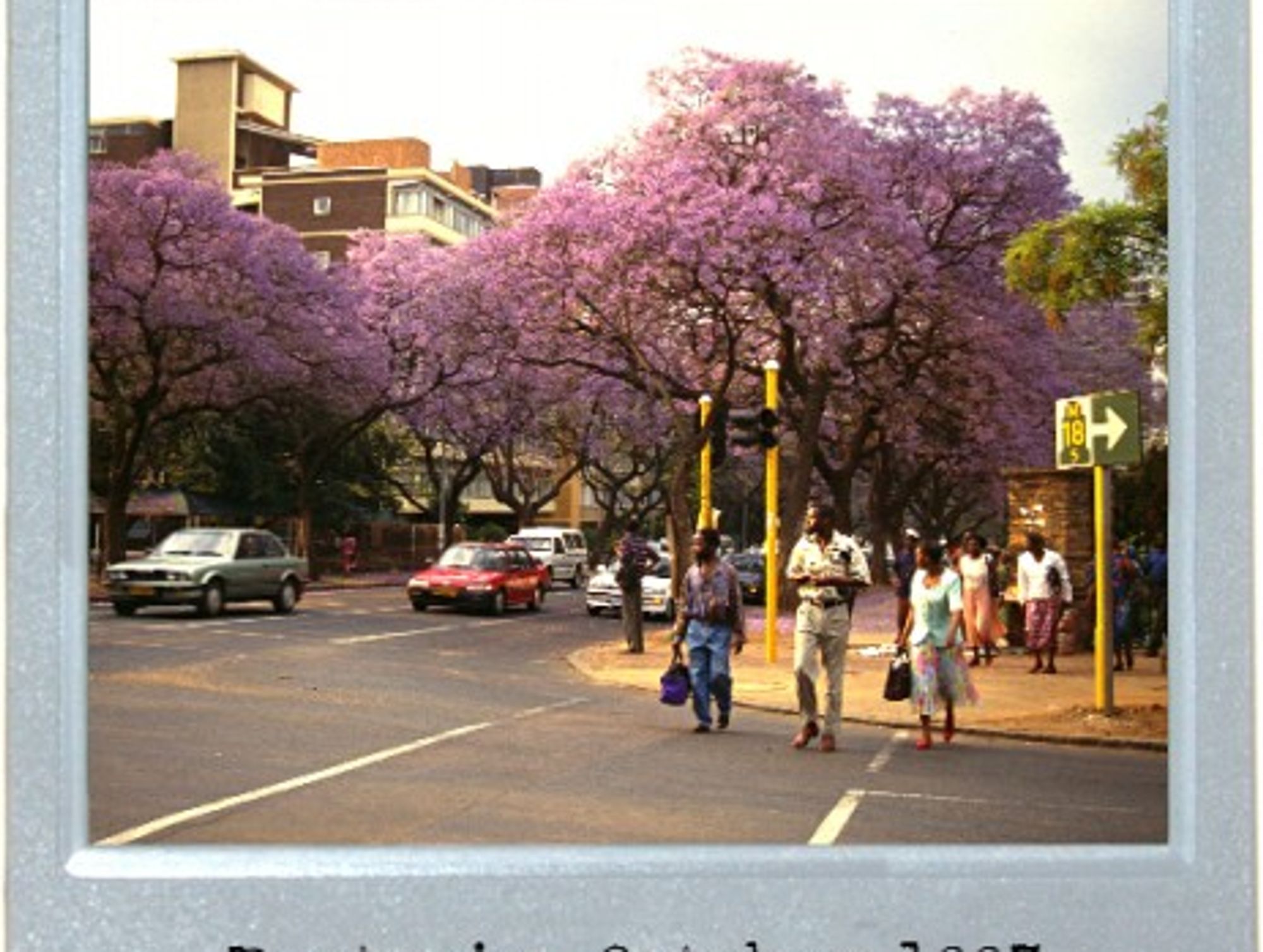 The Jacaranda City