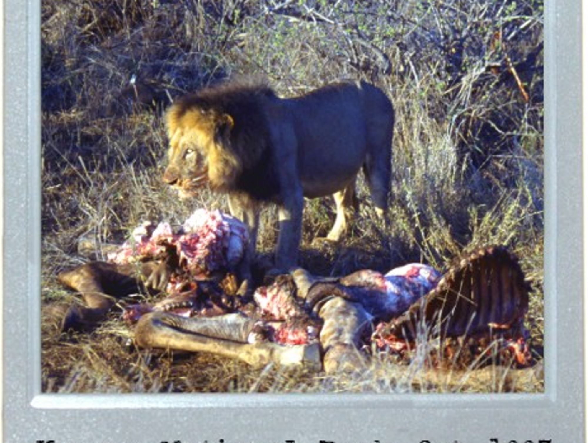 The Lion's Share