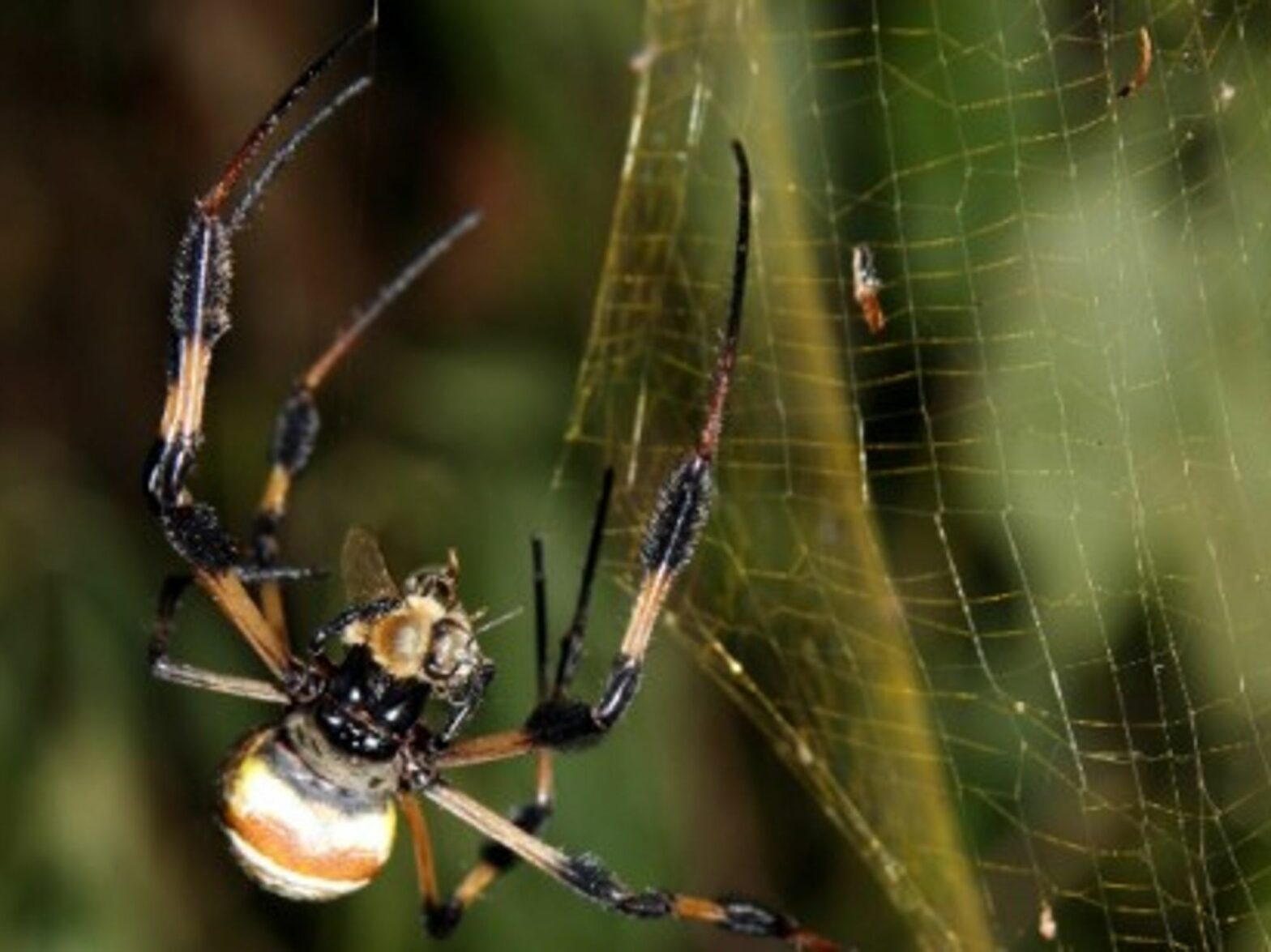 The Nephila clavipes' "golden web"