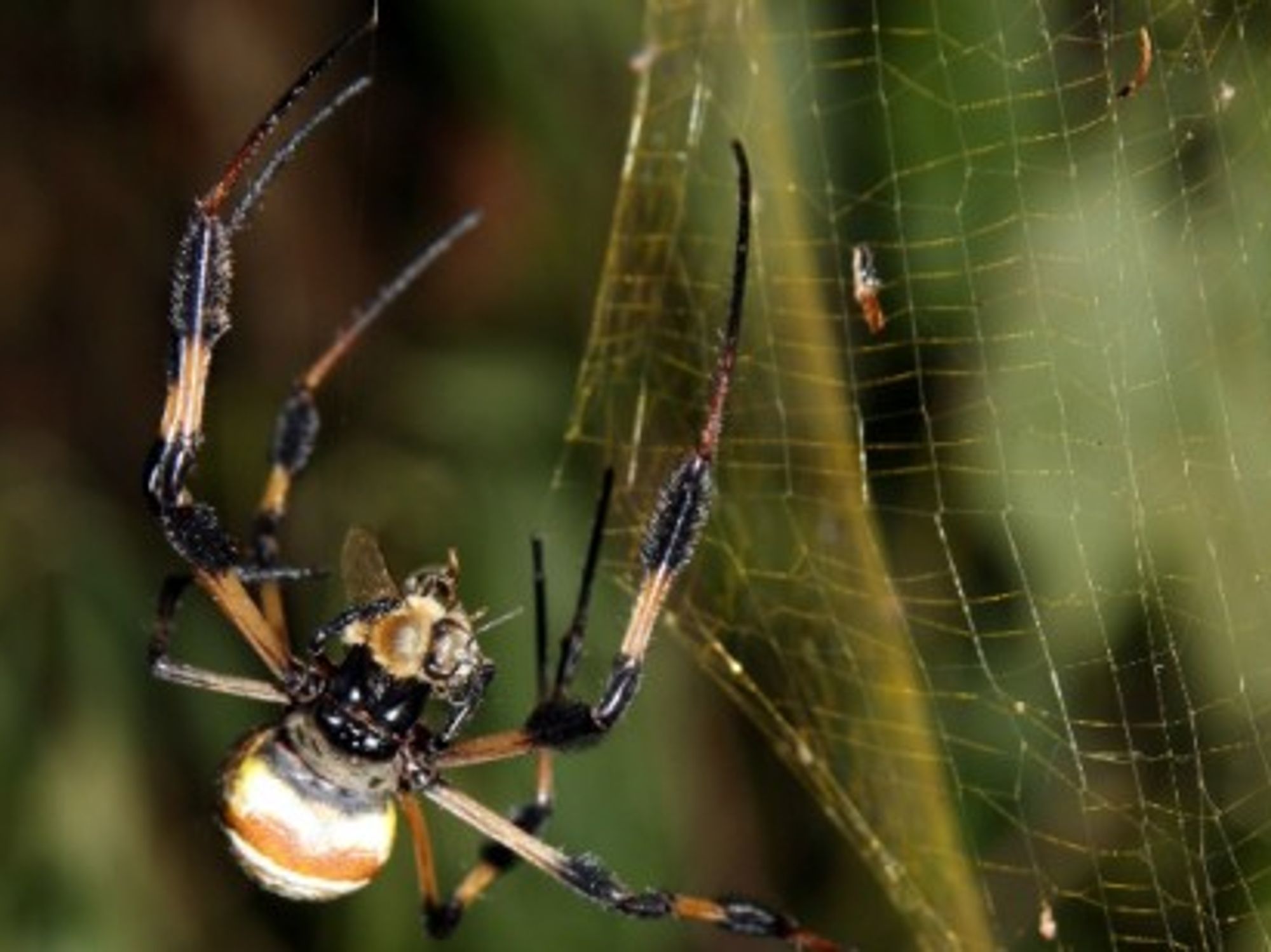 The Nephila clavipes' "golden web"