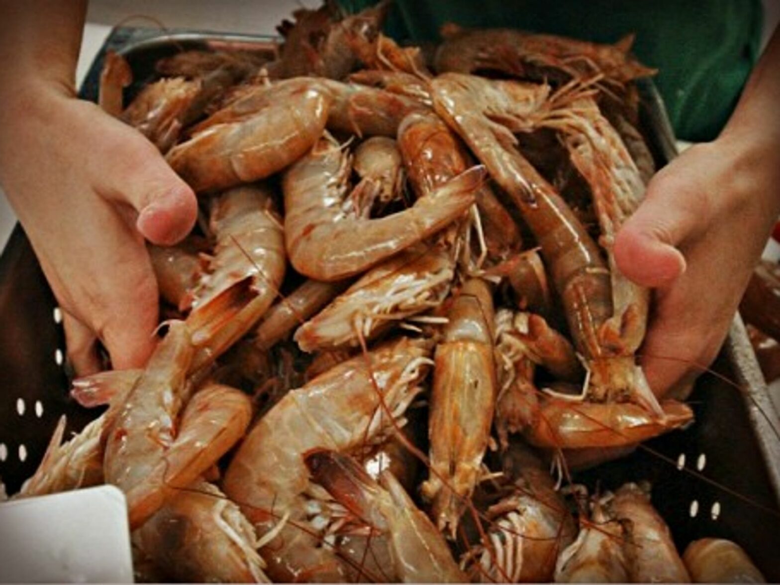 The overall Ecuador shrimp prodution reached nearly 220,000 tons last year.