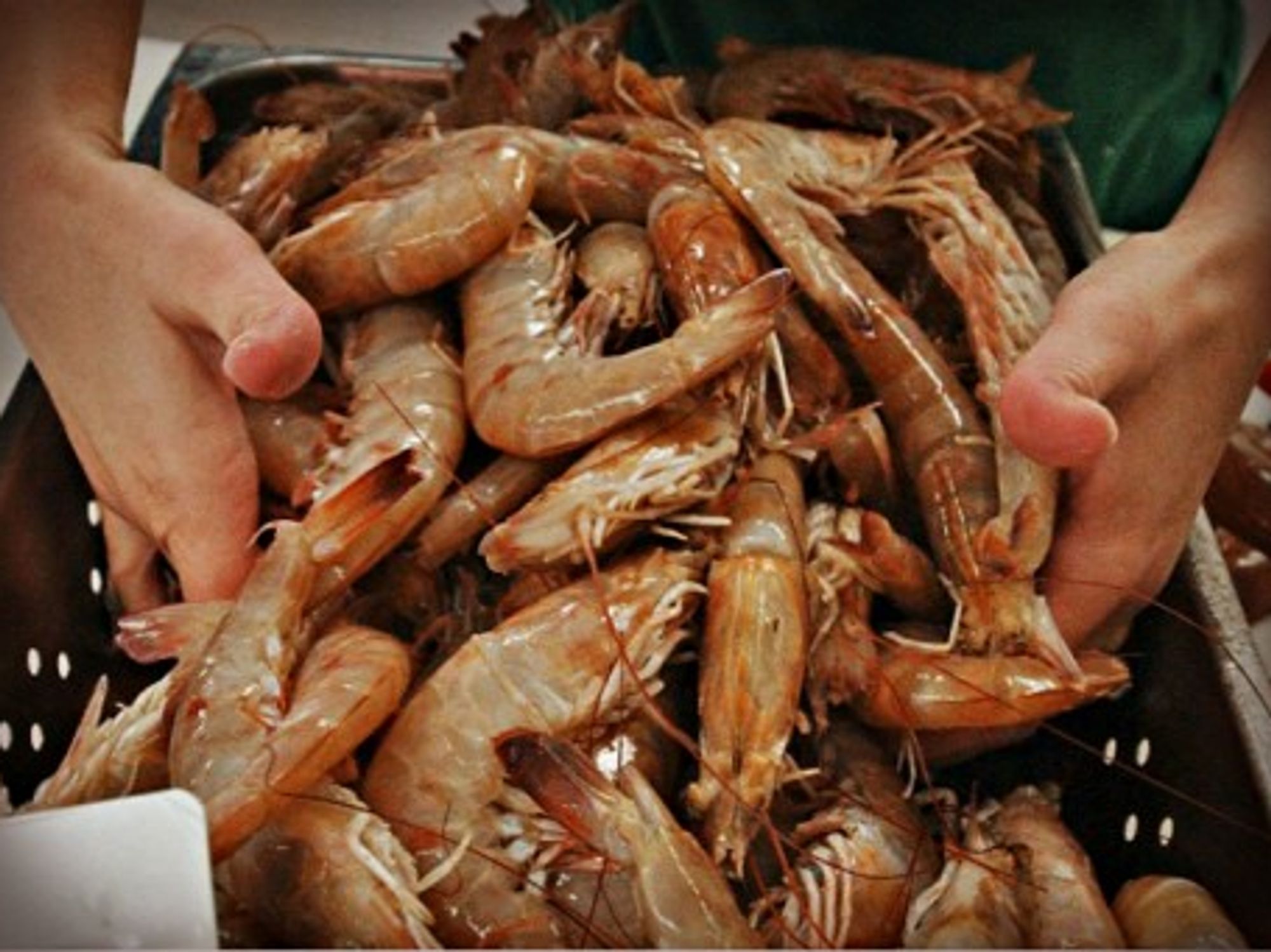 The overall Ecuador shrimp prodution reached nearly 220,000 tons last year.