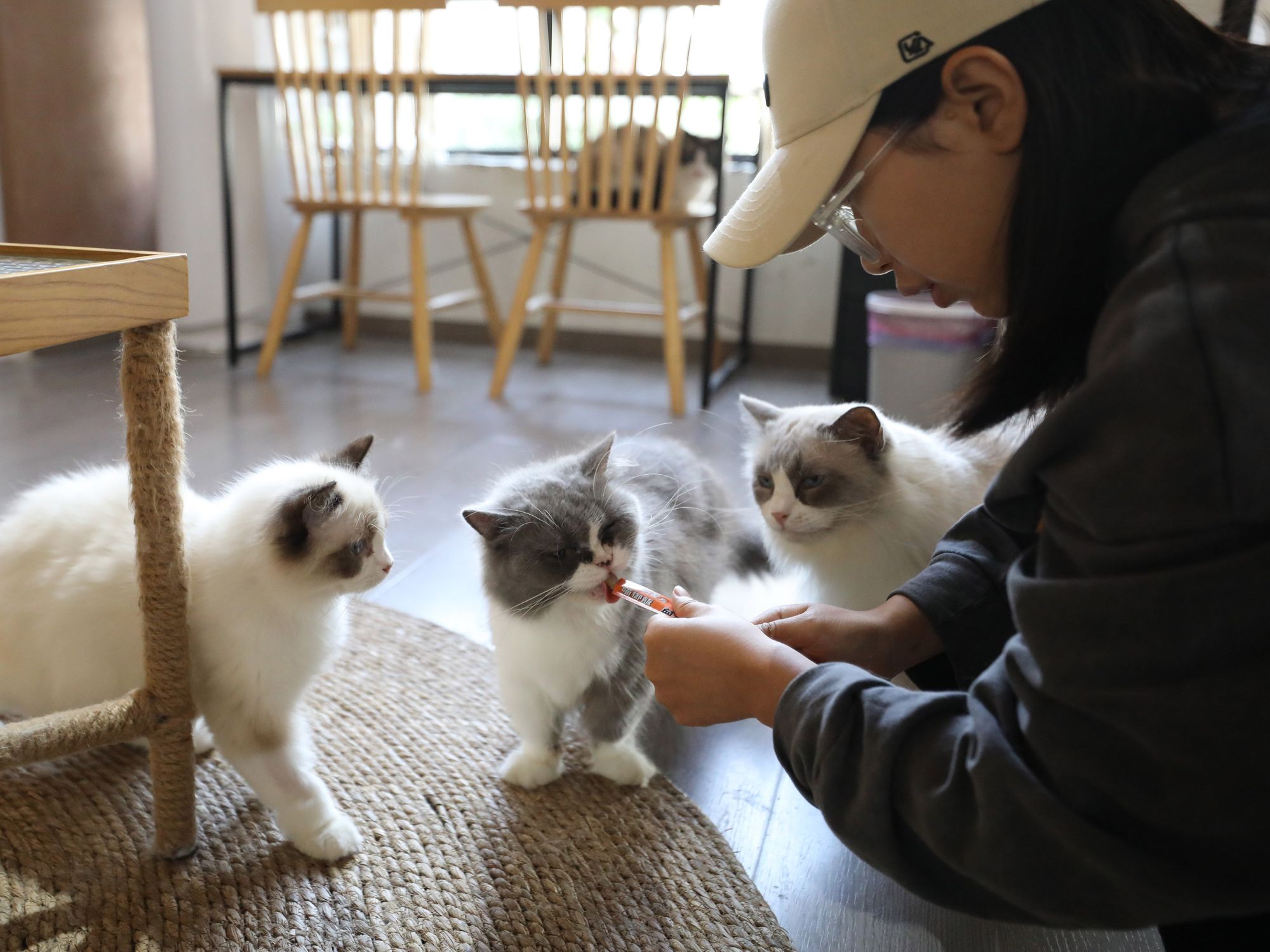 The owner of a cat cafe feeds her cats.