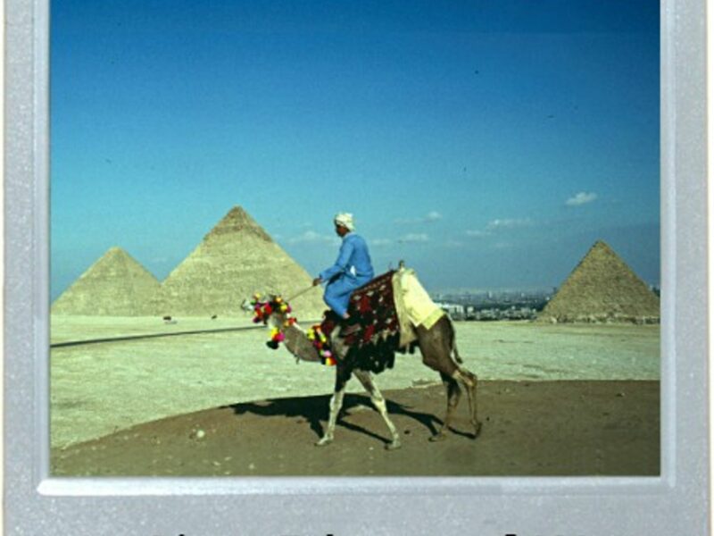 The Pharaoh's Battle
