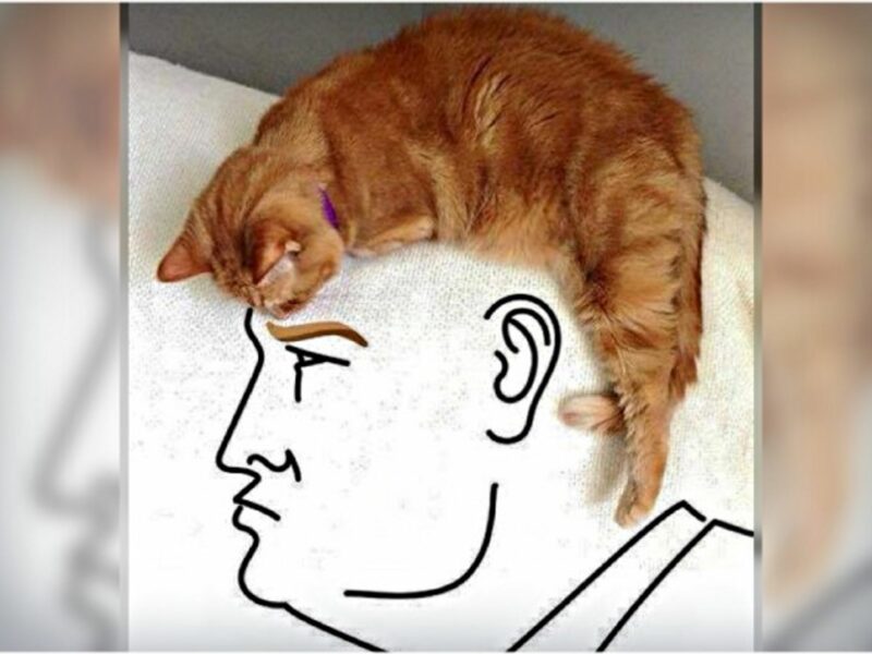 The Purrrresident