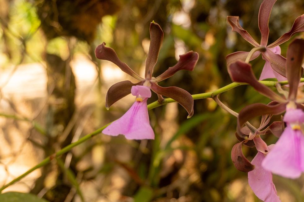 The Santa Rita Las Flores Community Ecotourism group in Mapastepec, Chiapas, Mexico, has recovered approximately 7,600 plants, like these orchids.