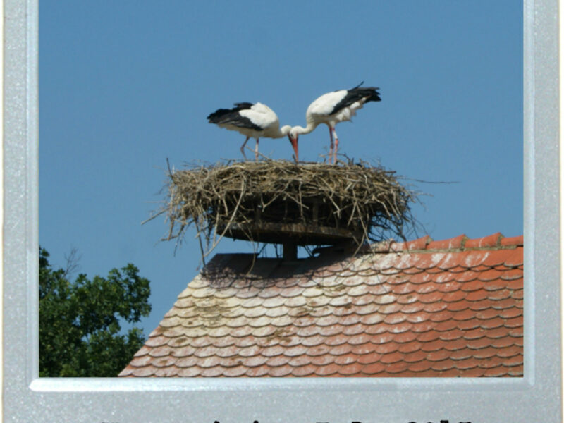 The Siamese Storks