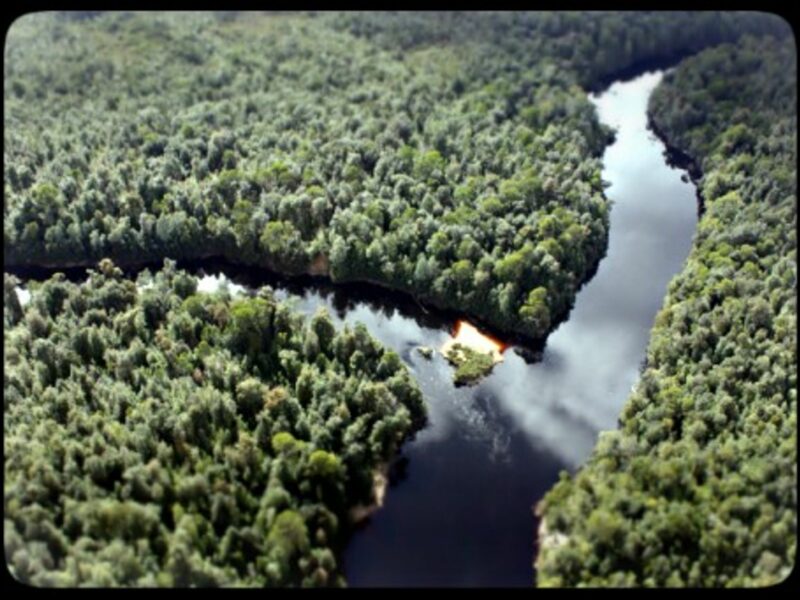 The thick forest of Tasmania