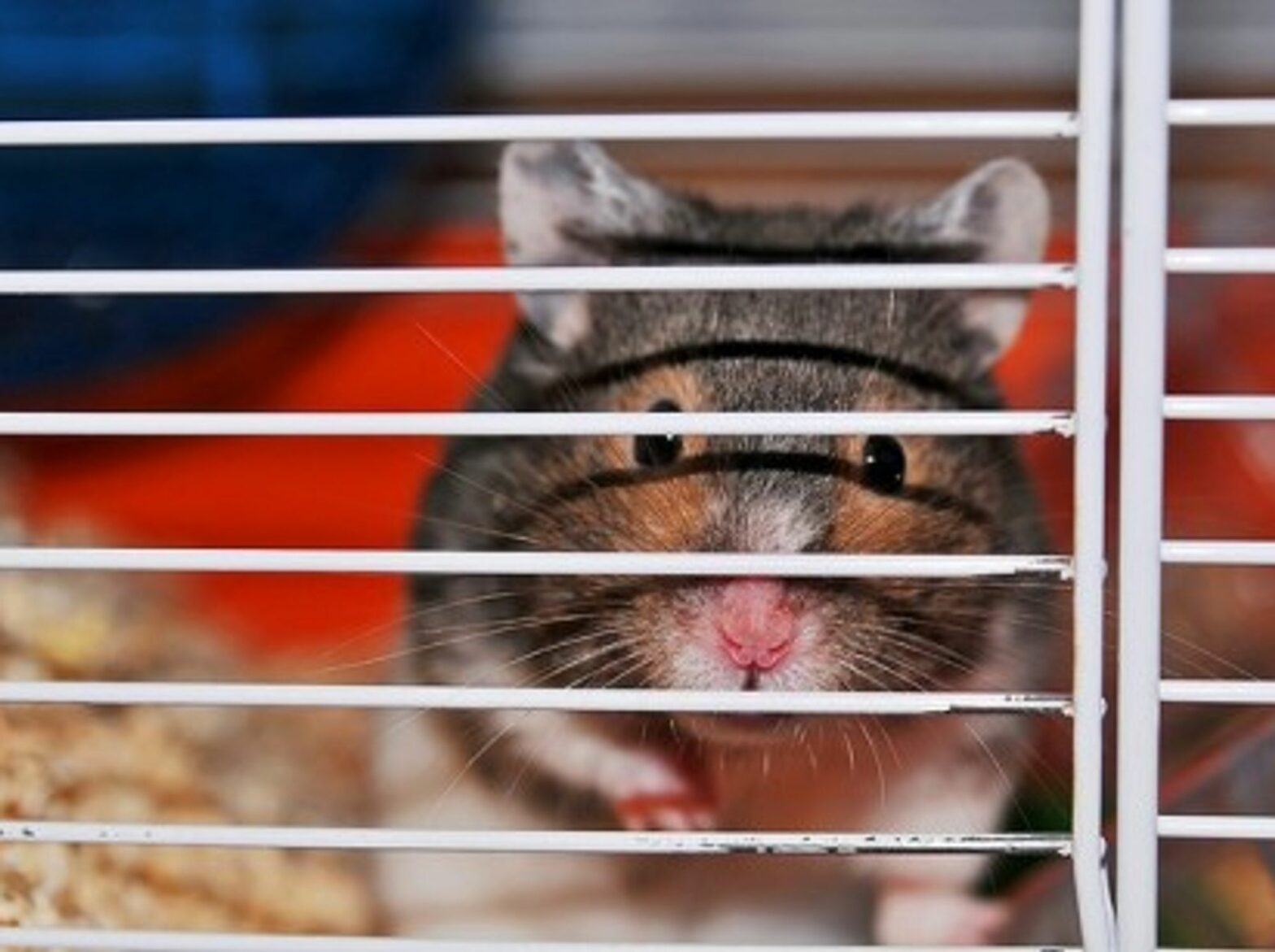 The wild cousins of this French hamster are hanging on for survival