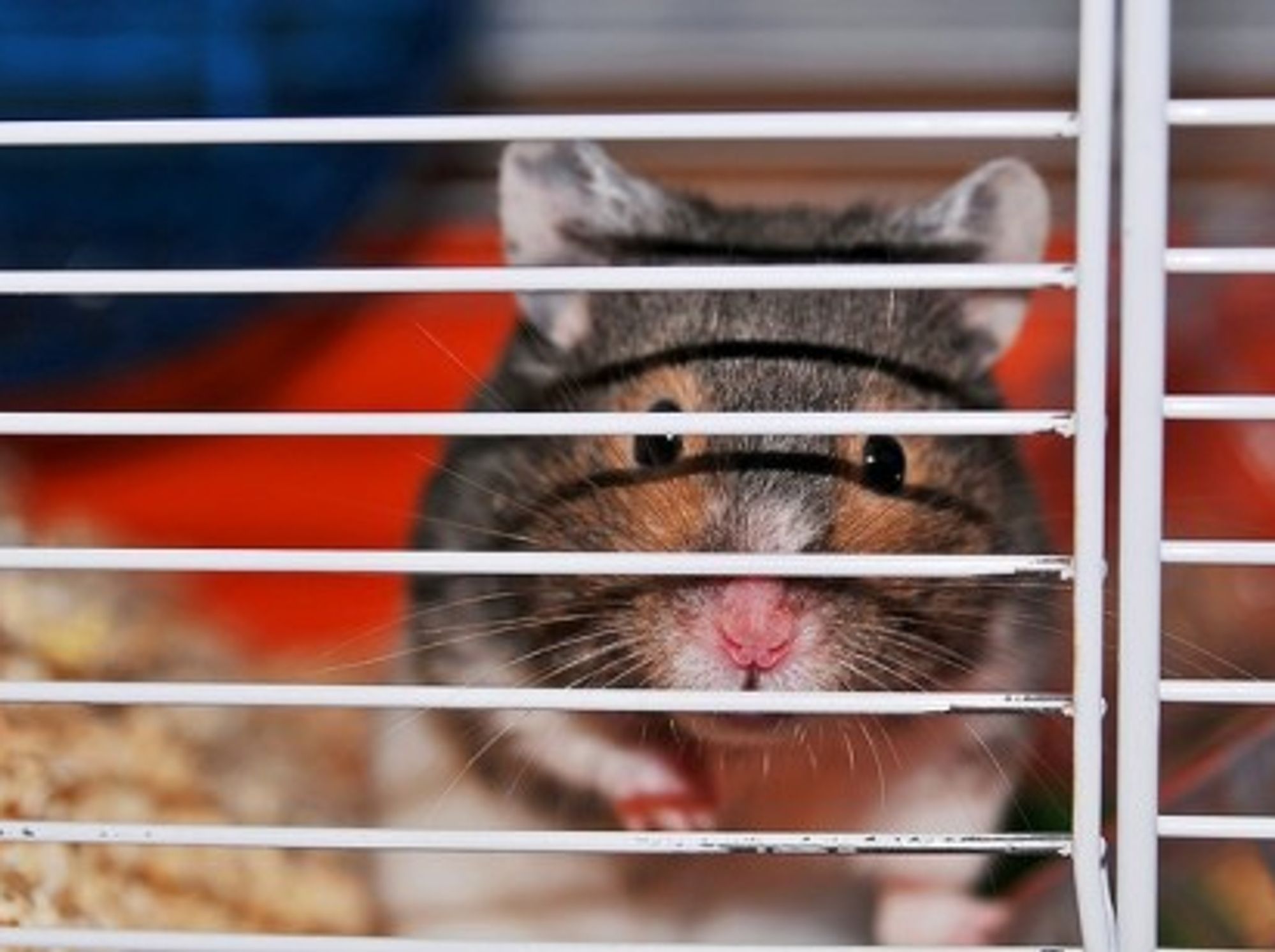 The wild cousins of this French hamster are hanging on for survival