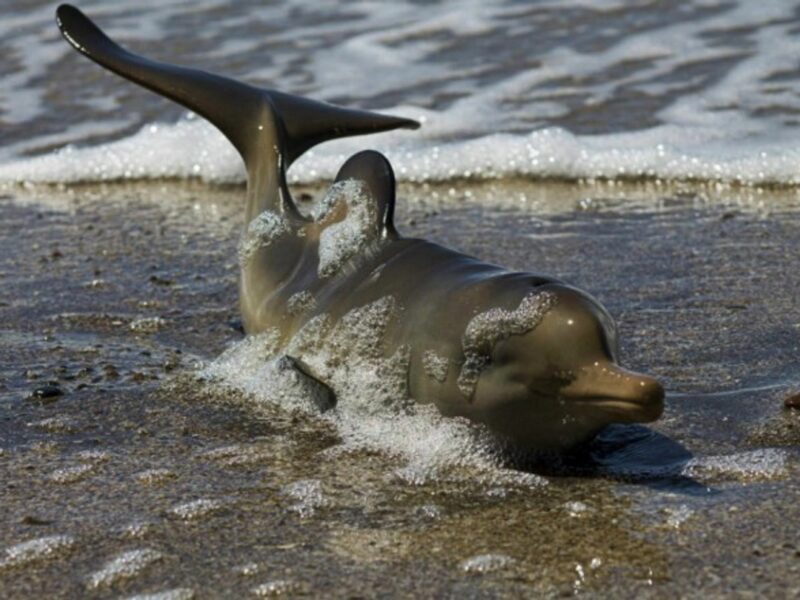 The dolphin deaths are still very much a mystery