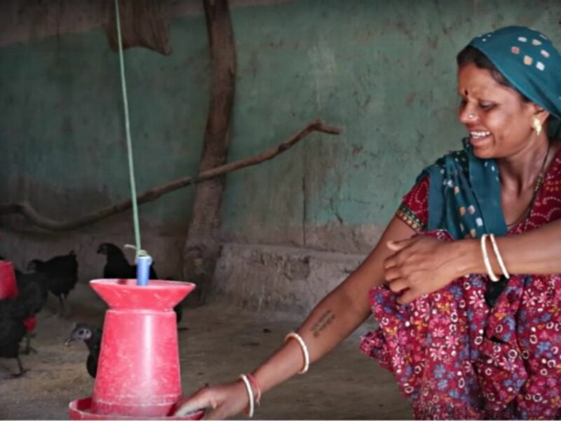 There are nearly 1,500 women raising Kadaknath in Dantewada, either individually or as part of the district’s 160 self-help groups.