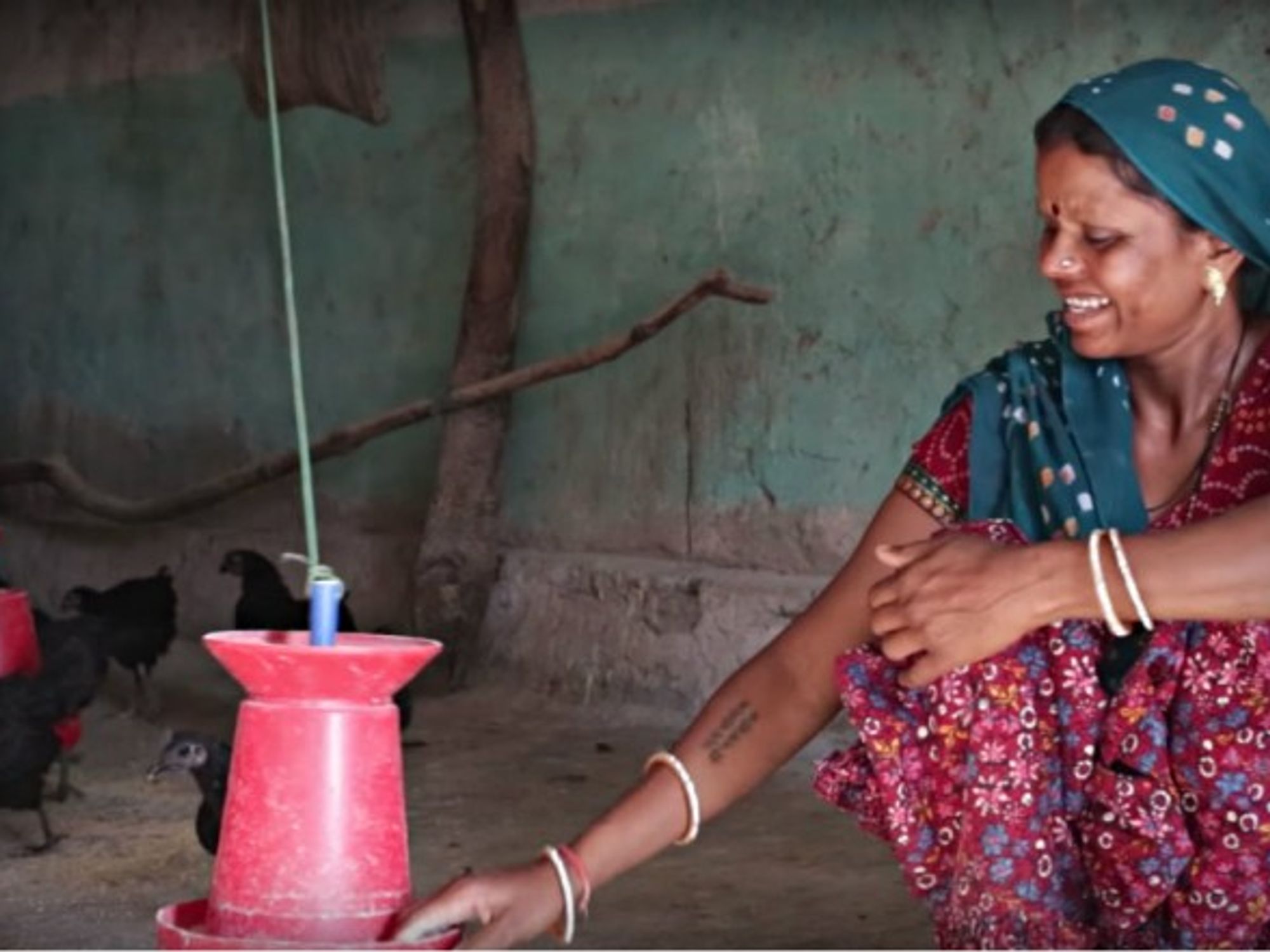 There are nearly 1,500 women raising Kadaknath in Dantewada, either individually or as part of the district’s 160 self-help groups.