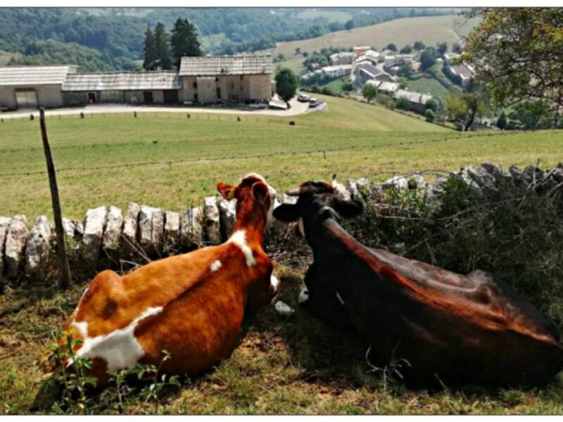 They'll watch the human drama unfold below.