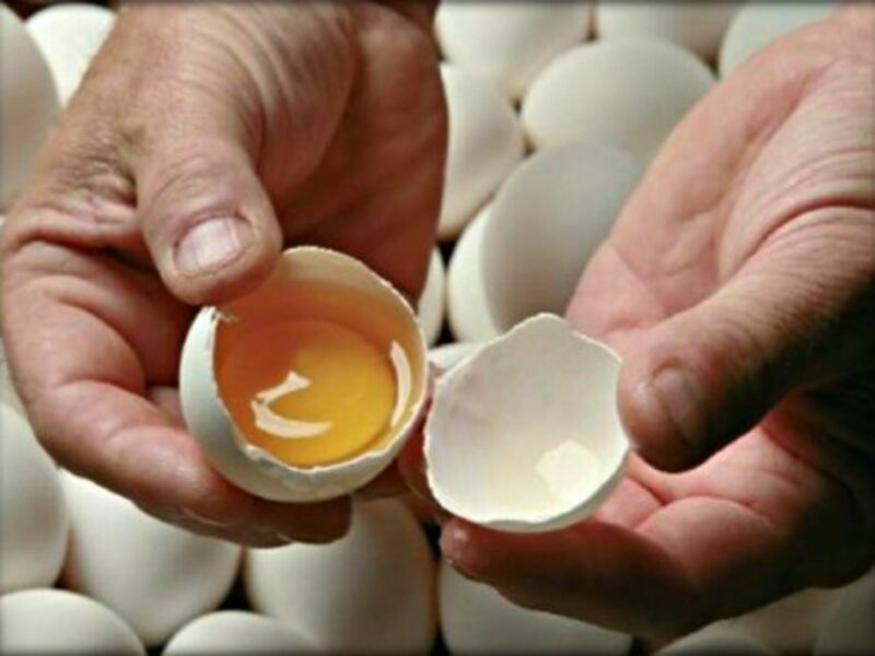 "This egg knows more than the others"