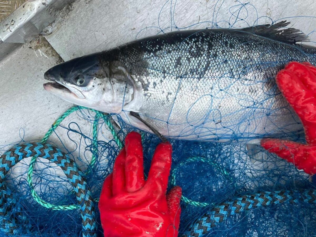 With Norway's Fishermen-Turned-Bounty Hunters, Chasing 27,000 Salmon Who Fled The Farm
