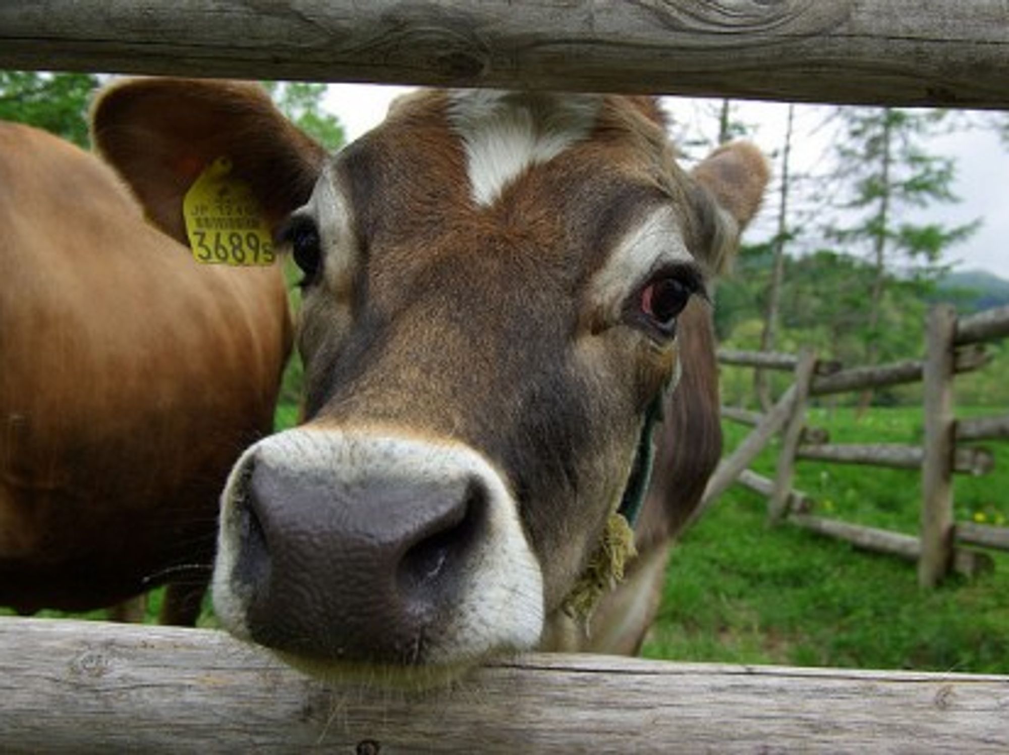 This Japanese cow is far from Fukushima. Others aren't so lucky. (tsuda)
