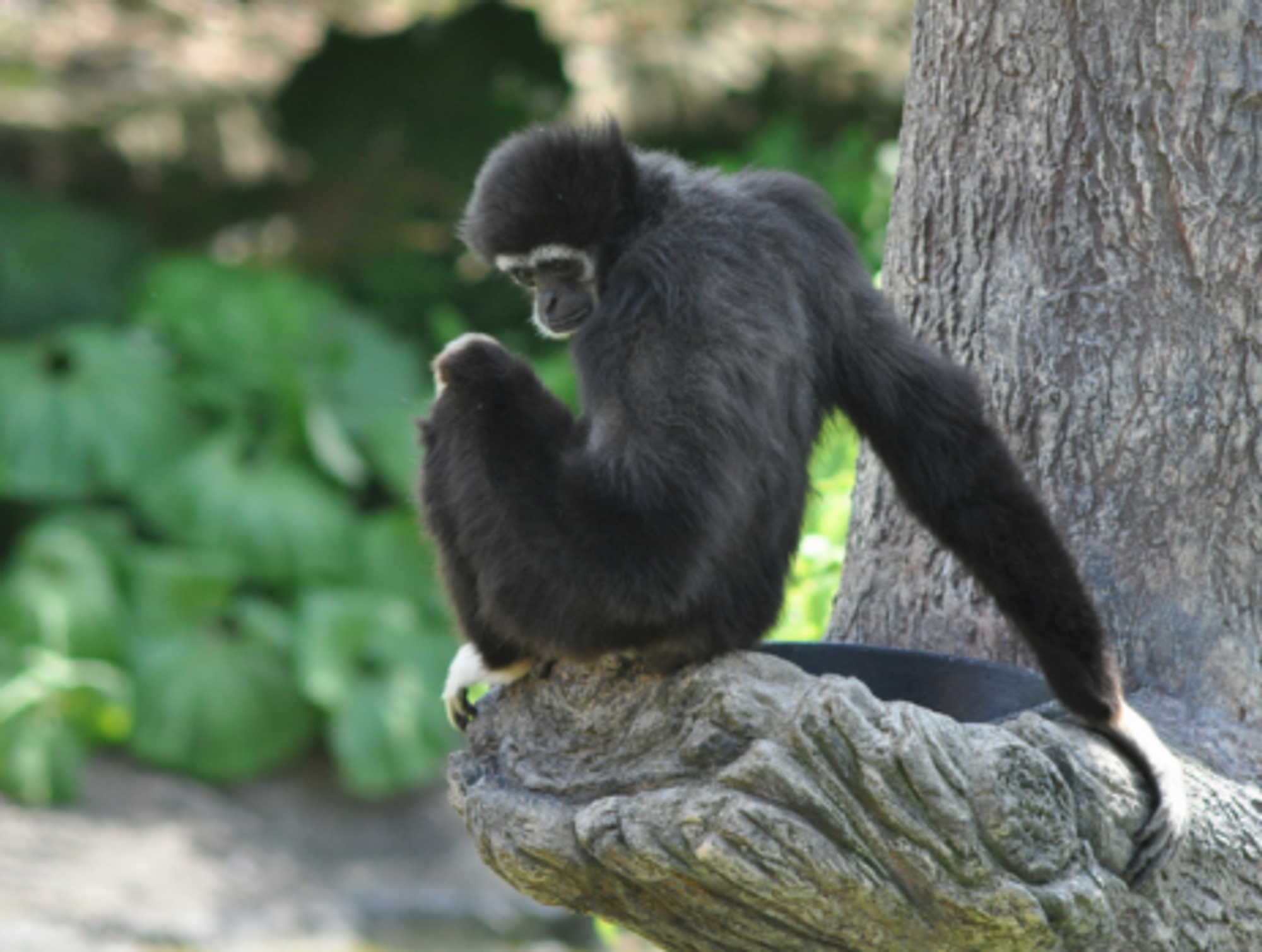 This sad-looking Bonobo lives inside the San Diego Zoo