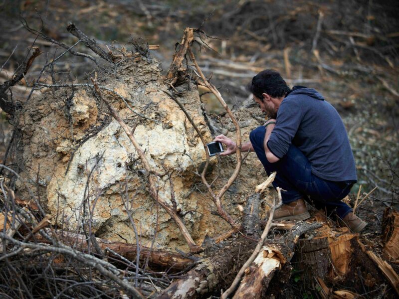 Thomas Brail films the roots of a cut tree with his smartphone.