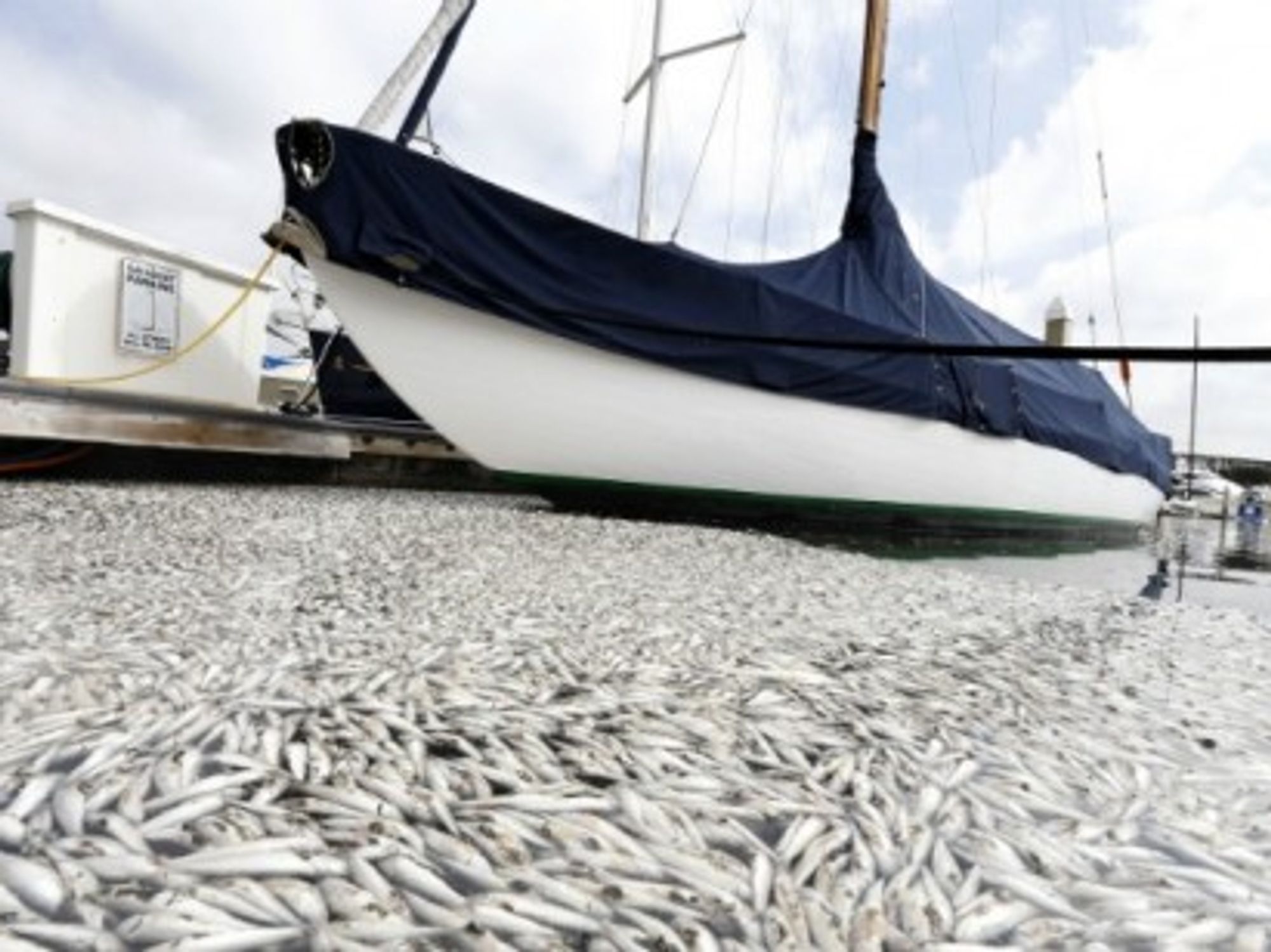 Thousands of dead fish mysteriously appeared floating along this Southern California coastal town. â€” Photo: Jonathan Alcorn/ZUMA