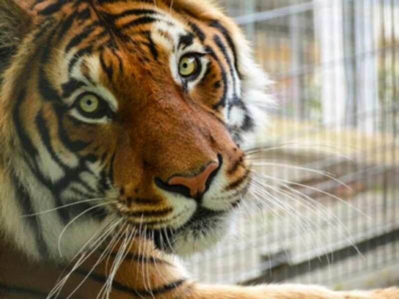Tiger at Ansbach's Big Cat Sanctuary